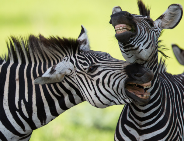 Zebra