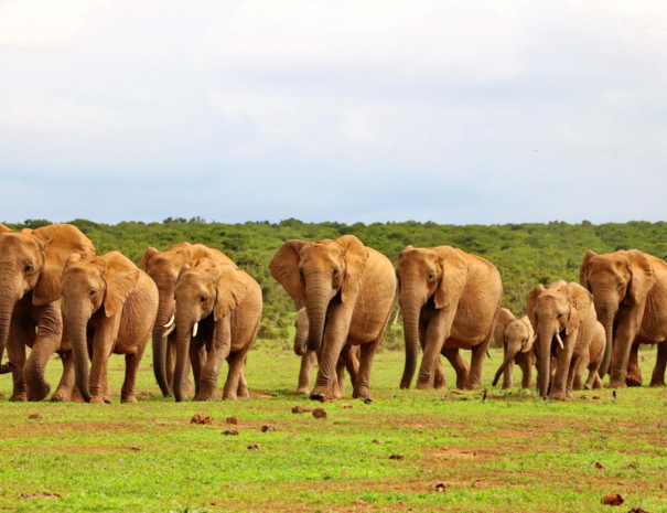 elephant