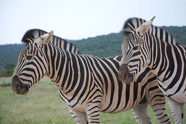 Addo-Full-Day4