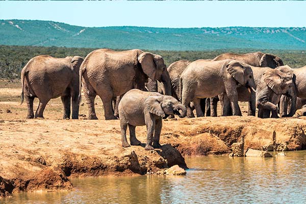 Addo-Full-Day7