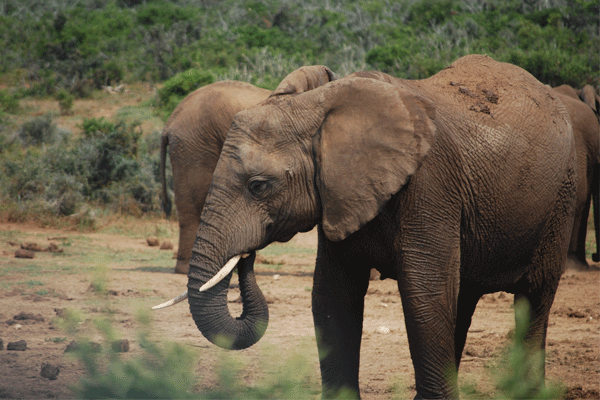 Addo-Half-Day