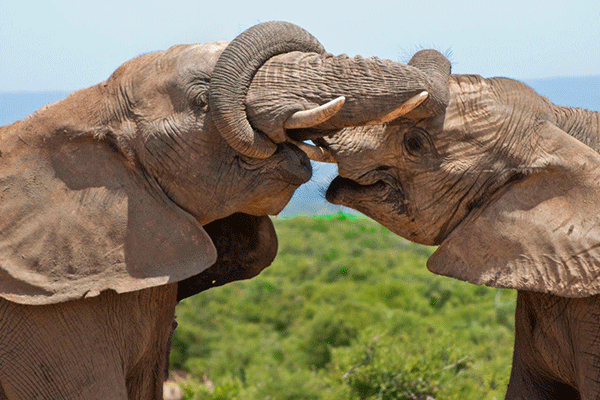 Addo-Half-Day1