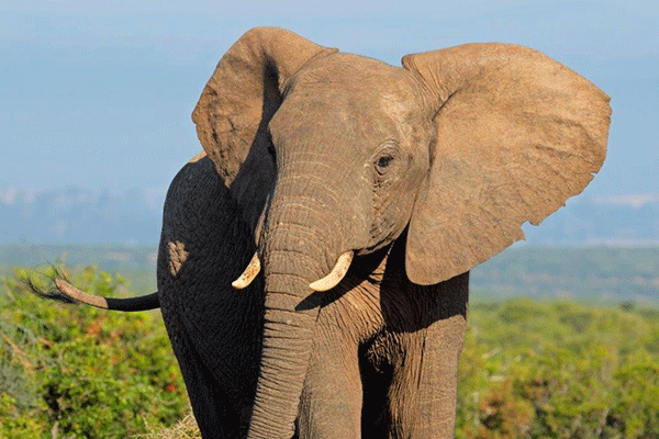 Addo-Half-Day3
