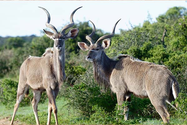 Addo-Half-Day4