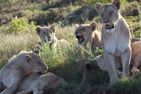 Addo-Schotia