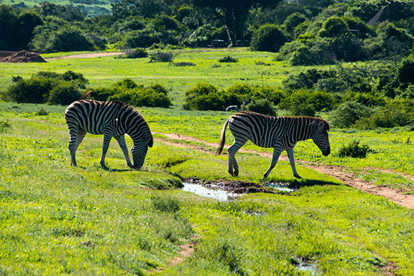 Addo-Schotia2