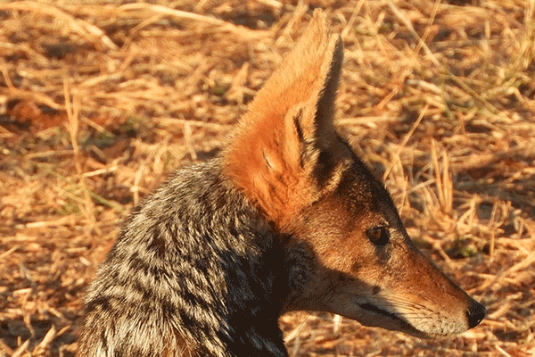 Addo-Schotia3