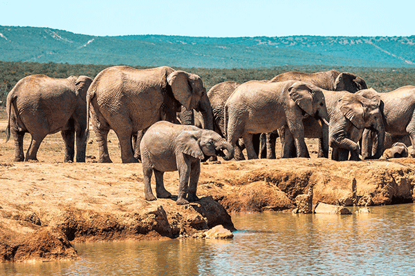 Addo-Schotia4
