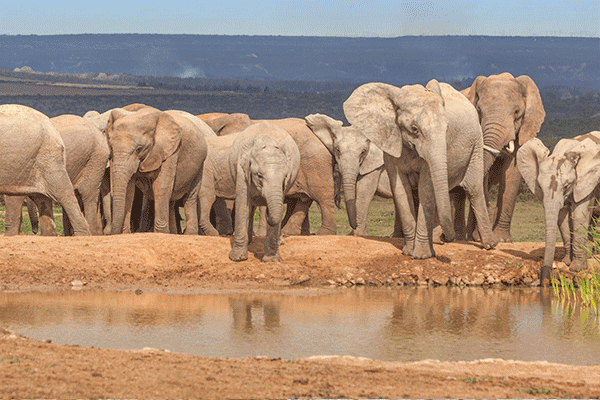 Addo-Schotia5