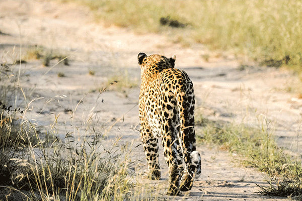 Addo-Schotia6