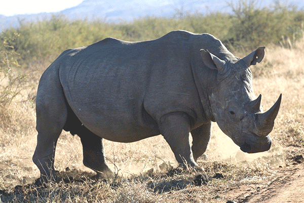 Addo-Schotia7