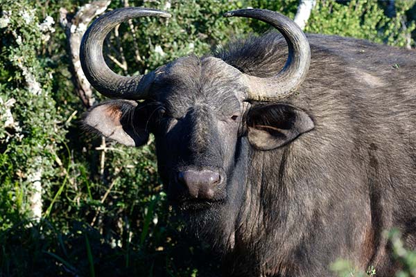 Amakhala1