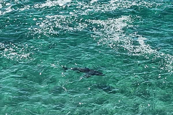 Plett5