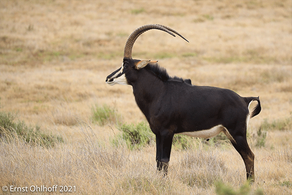 Schotia-Buck