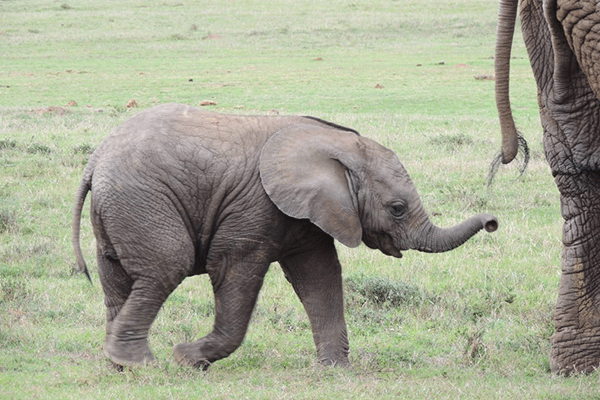 Schotia-Elephant