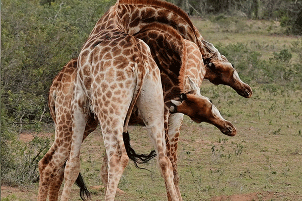 Schotia-Giraffe