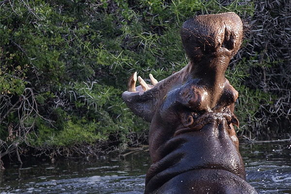 Schotia-Hippo