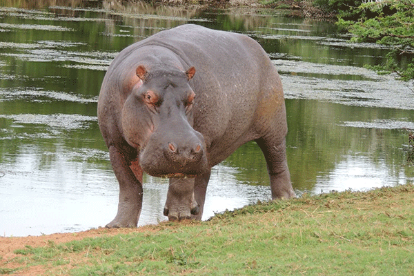 Schotia-Hippo2