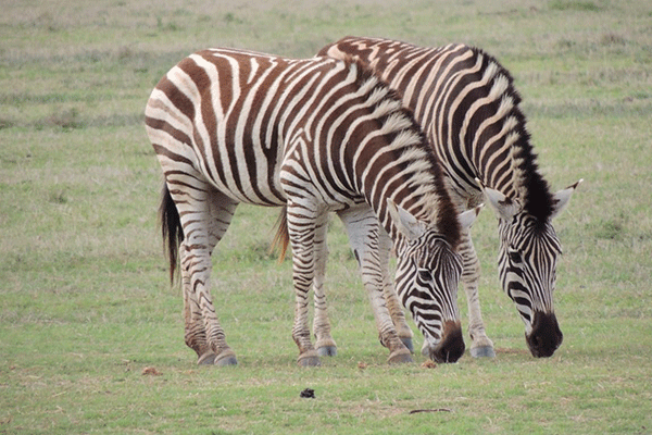 Schotia_Zebra