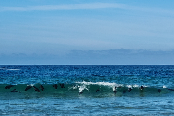 dolphins