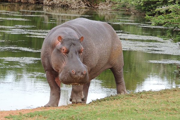 hippo