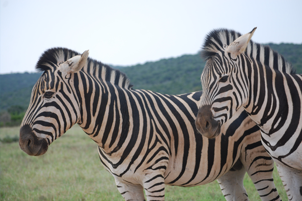 zebra